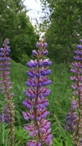 flowers in the garden