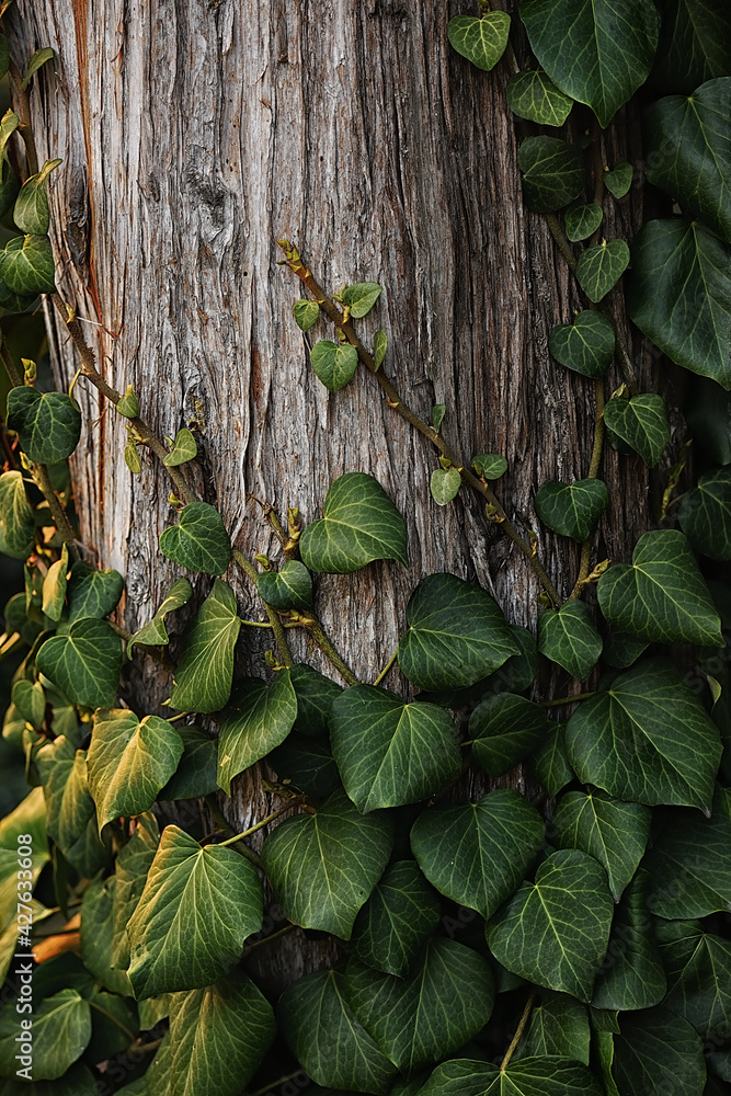 Green ivy climbing a tree trunk. natural natural texture. - obrazy, fototapety, plakaty 