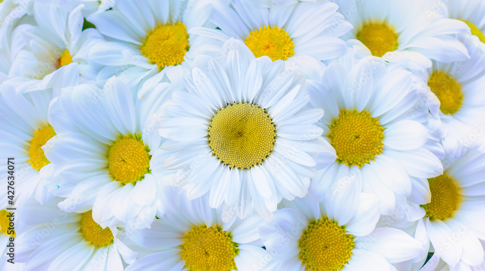 Fototapeta premium Bouquet of white daisies - Spring and summer flowers
