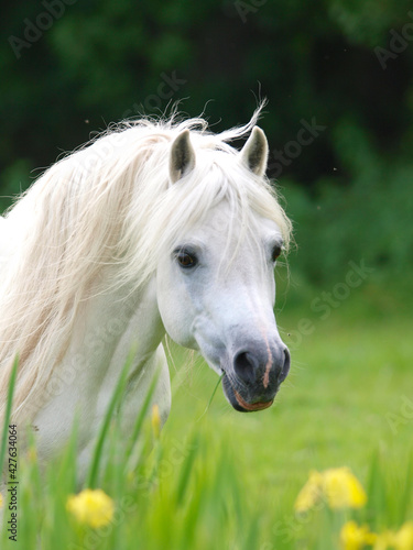 Welsh Pony Stallion