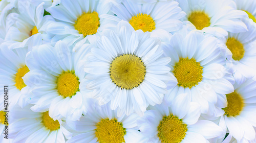 Bouquet of white daisies - Spring and summer flowers