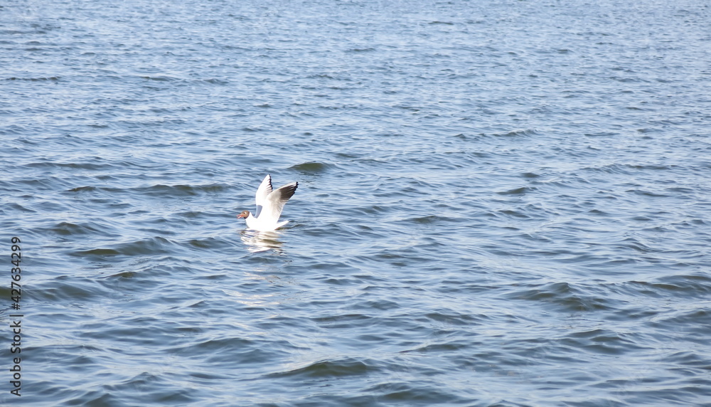 A gull floating on the lake water with raised white wings. A gull floating on the lake water with raised white wings.