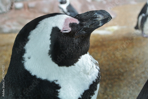 考えるペンギンの顔