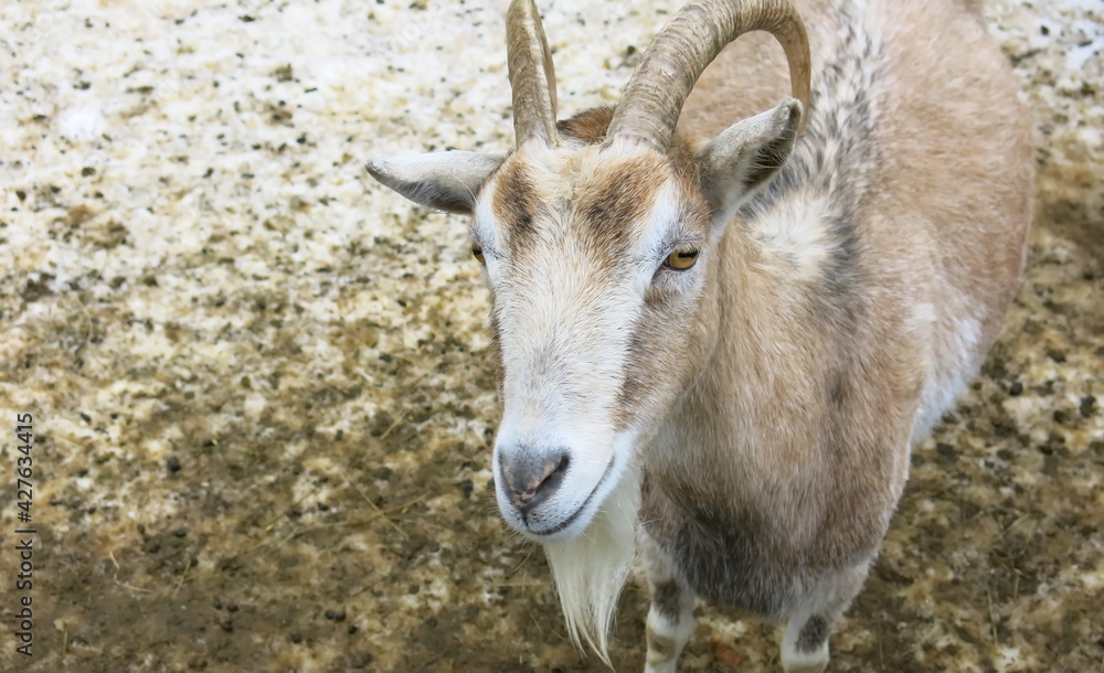 The look of a brown goat with horns and a goatee.