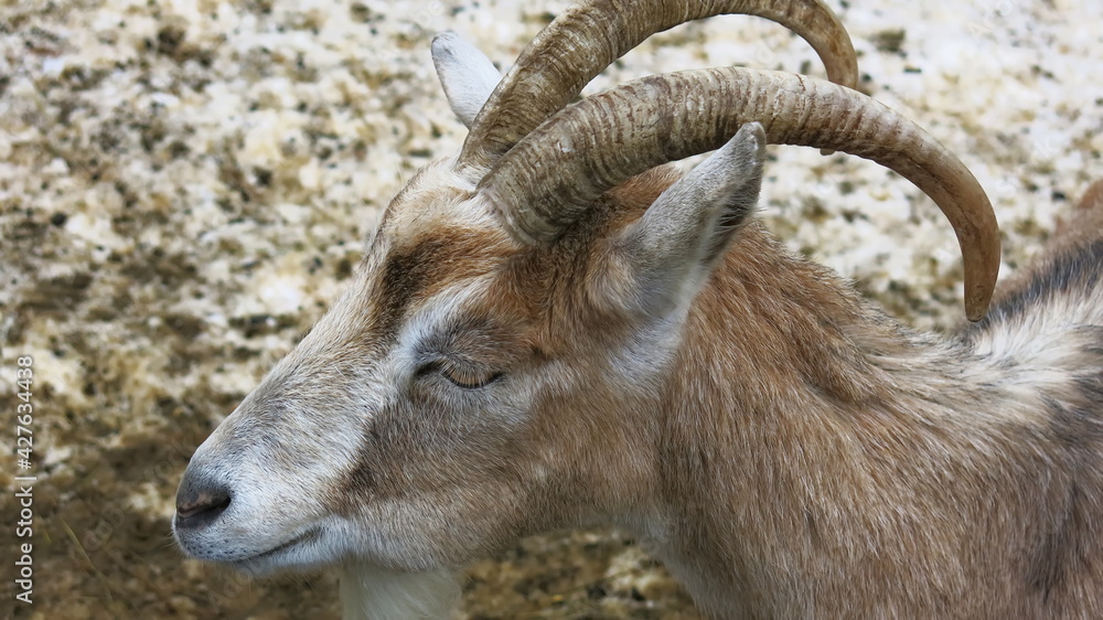 Close-up of the goat's head. with big horns and a goatee. Close-up of the goat's head. with big horns and a goatee.