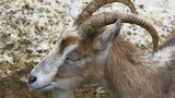 Close-up of the goat's head. with big horns and a goatee.