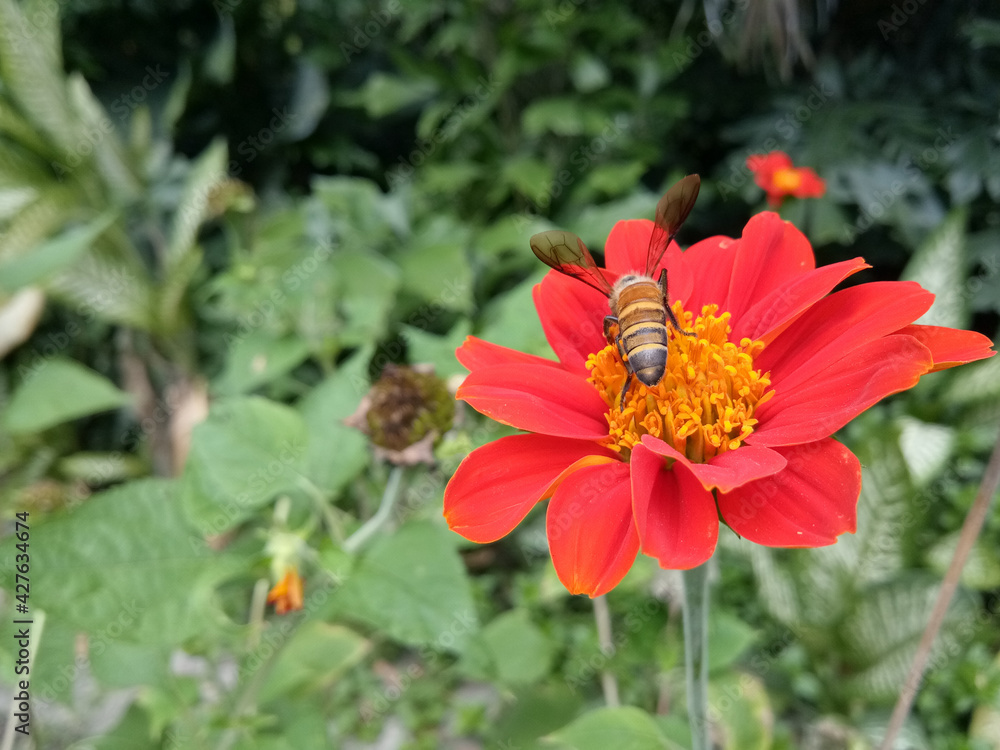 Red Mexican sunflower in the garden and bees that are sucking pollen. Red Mexican sunflower in the garden and bees that are sucking pollen.