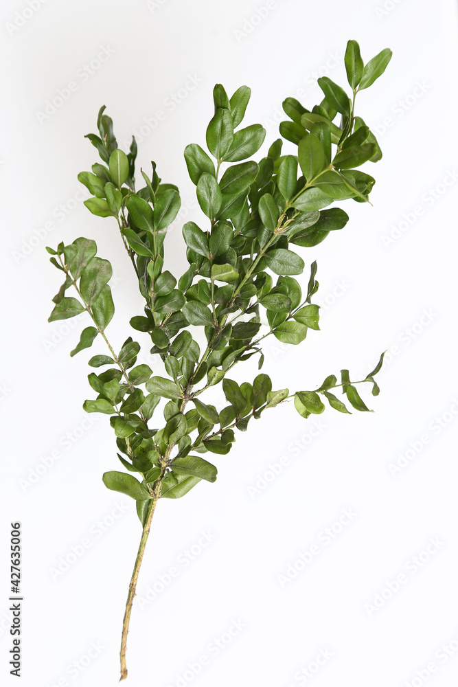 Boxwood branch on a white background isolated. Boxwood branch on a white background isolated.