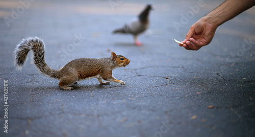 person feeding squirrel in the city