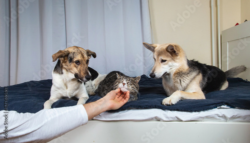 Photography Curious dogs and sleeping cat in bedroom