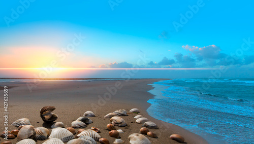 Sea shells on sand background at dramatic sunset