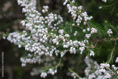 Tree heath (Erica arborea) with white flowers in Aspromonte, Calabria, Italy