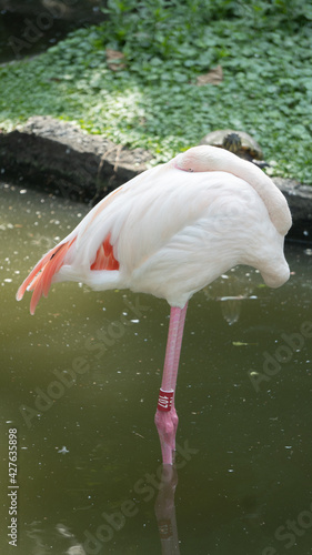A flamingo with pink feathers