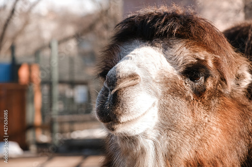 Little camel at the zoo. Smiling camel looks into the camera lens