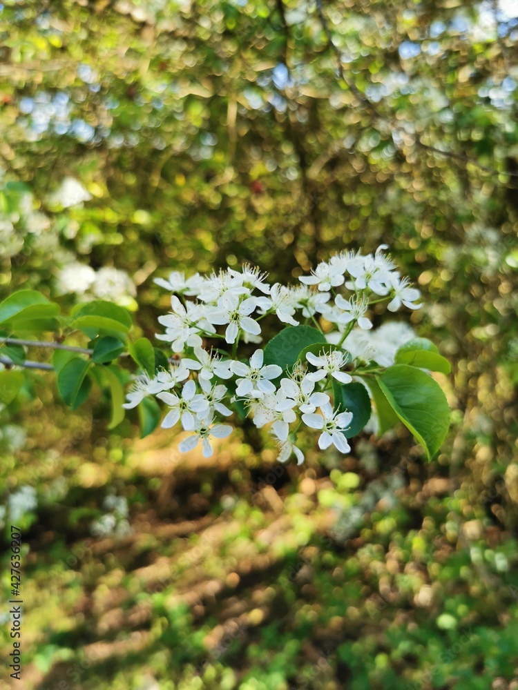 white flowers