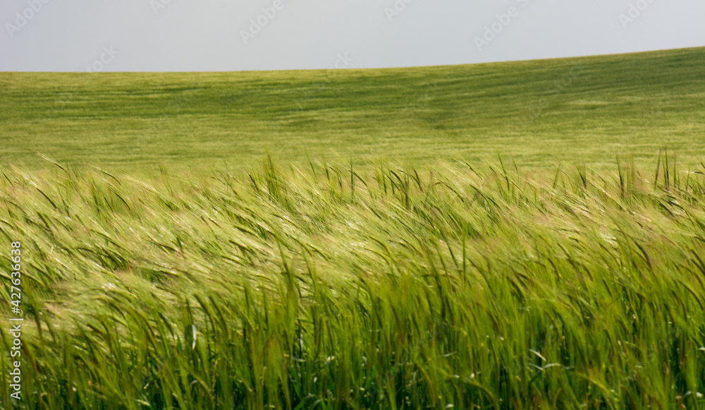 Green field of wheat on a windy day.