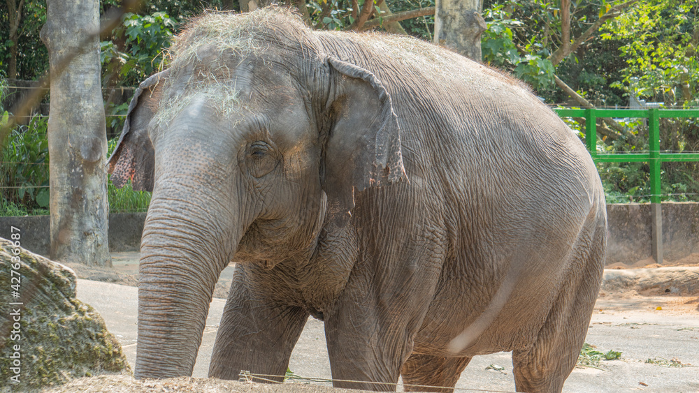 Naklejka premium Asian elephant with small ears 8