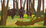Herd of European bison Bison bonasus in a mixed forest with tree trunks, bushes and a fallen tree covered with moss. European wood bison. The wisent or the zubr. Realistic vector summer landscape.