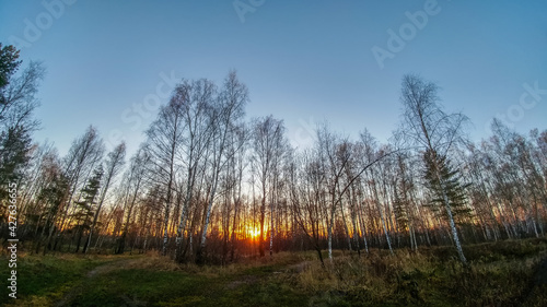 Obraz na płótnie Sunset in the forest w salonie