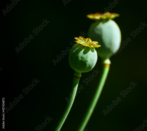 Wallpaper Mural zielone letnie makówki Torontodigital.ca