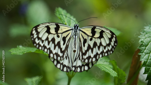 Big butterfly in the grass 5