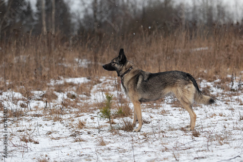 Mixed breed shepherd dog walking in winter field