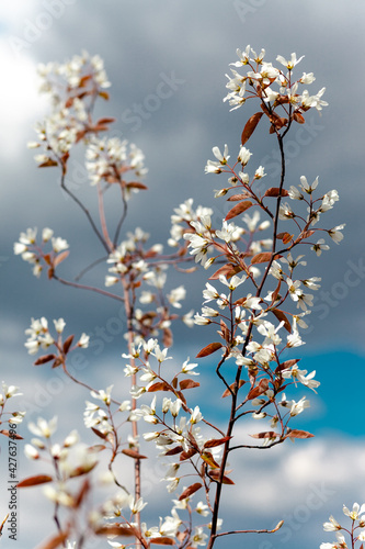 Blossom of serviceberry tree, Juneberry. Amelanchier lamarckii also called juneberry or shadbush is a large deciduous flowering shrub or small tree in the family Rosaceae