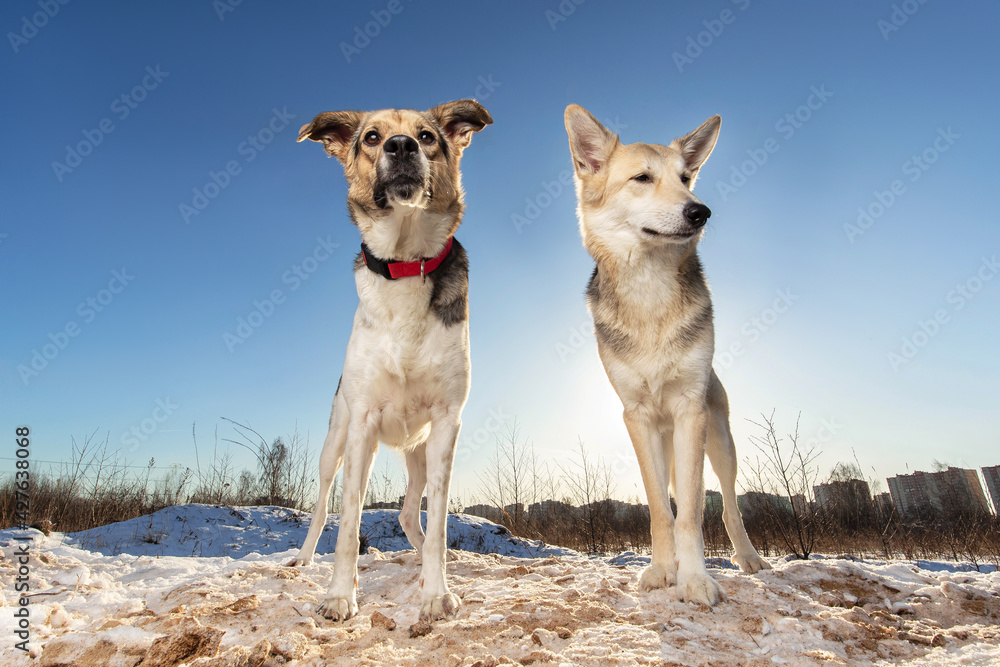 Two Strong healthy mongrel dogs in winter field Two Strong healthy mongrel dogs in winter field
