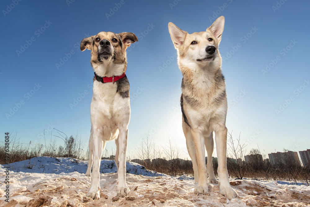 Two Strong healthy mongrel dogs in winter field Two Strong healthy mongrel dogs in winter field