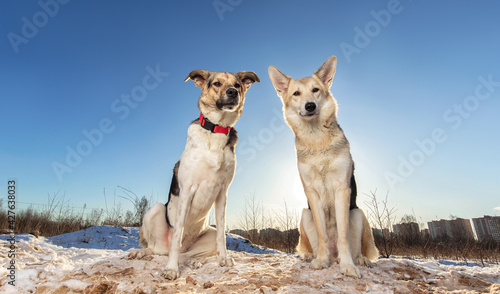 Photography Two Strong healthy mongrel dogs in winter field