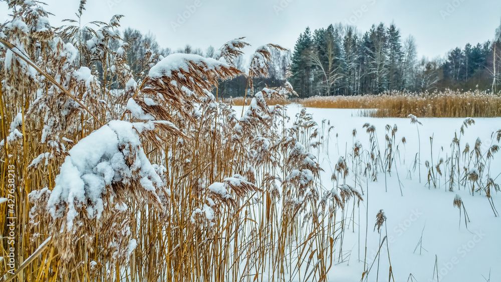 Reed stalks in the snow in winter