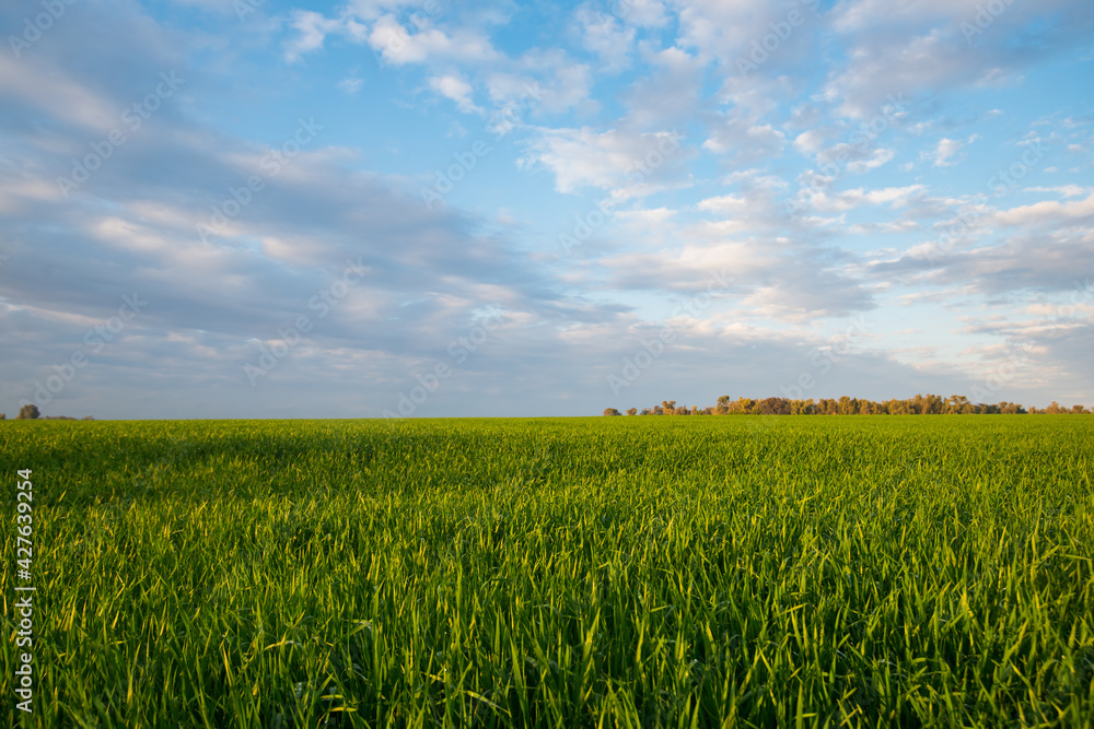 Nice clouds and green field. Nice clouds and green field.