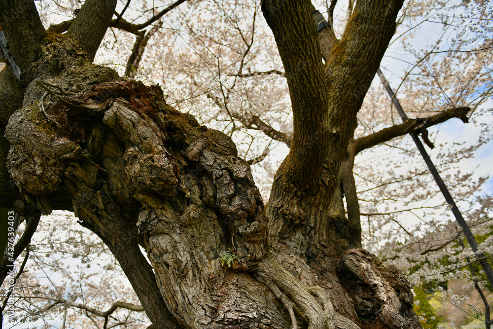 満開のエドヒガン桜（神代桜）