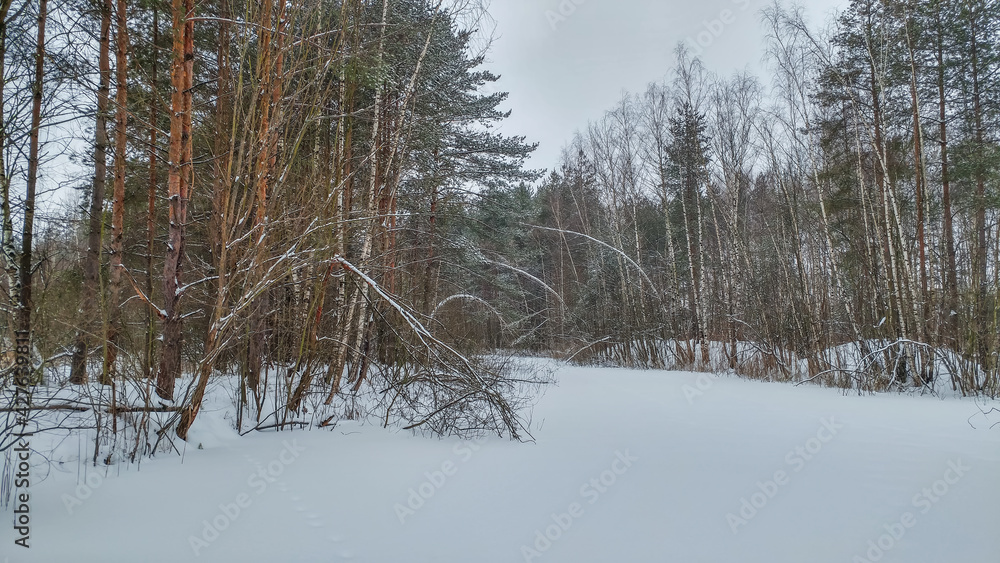 Winter landscape with bent tree trunks under the weight of snow