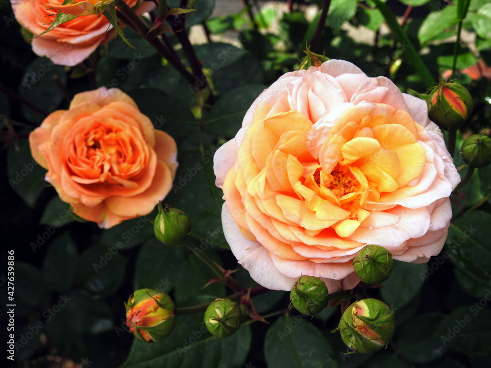 Apricot and pink multi-colored flower heads of Floribunda garden rose isolated against a green leafy background Apricot and pink multi-colored flower heads of Floribunda garden rose isolated against a green leafy background