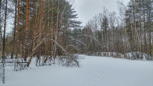 Obraz na płótnie Winter landscape with bent tree trunks under the weight of snow w salonie