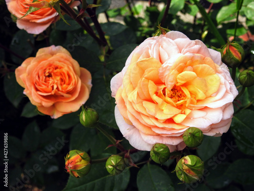 Apricot and pink multi-colored flower heads of Floribunda garden rose isolated against a green leafy background