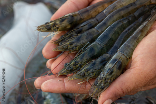 Pacific White shrimps