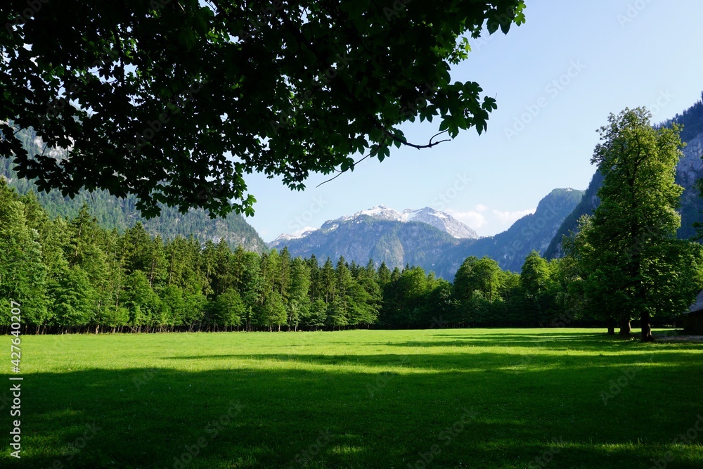 Green meadow in the Bavarian Alps in Berchtesgaden