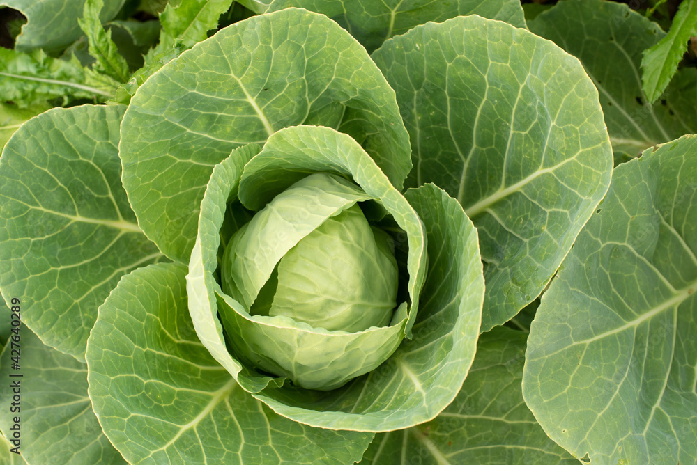 Cabbage head in growth at vegetable garden Cabbage head in growth at vegetable garden