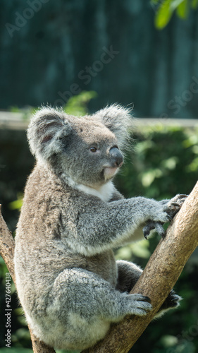 Koala sitting on a branch 1