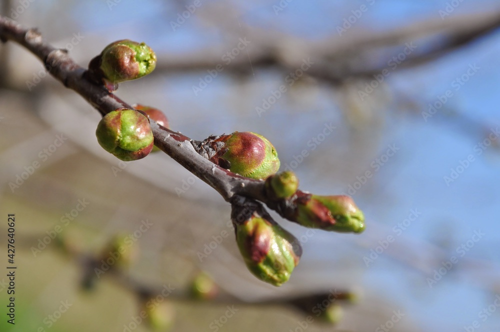 buds on a branch buds on a branch