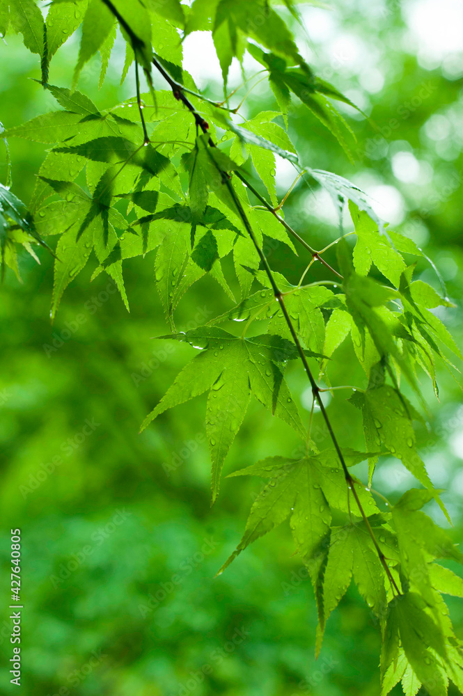 kyoto#1 kyoto#1