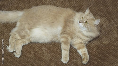 Beautiful red cat, lying and taking a nap on a sofa on a sunny day. Cozy indoor footage.