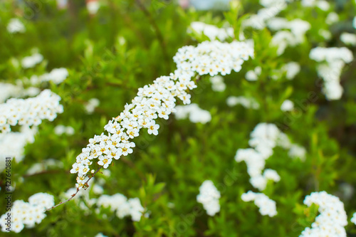 Spiraea vanhouttei meadowsweet ornamental shrub in bloom, group of bright white flowering flowers on branches, green leaves photo