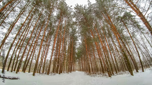 Pine forest in winter time