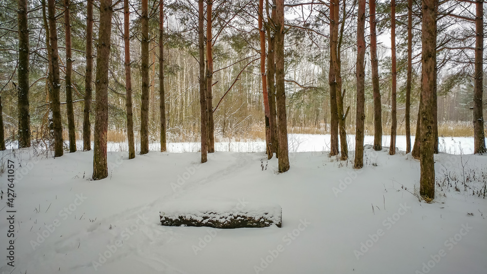 Pine forest in winter time