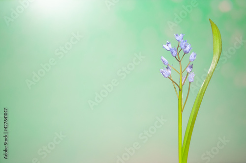 Snowdrops and spring flowers on a blurred background