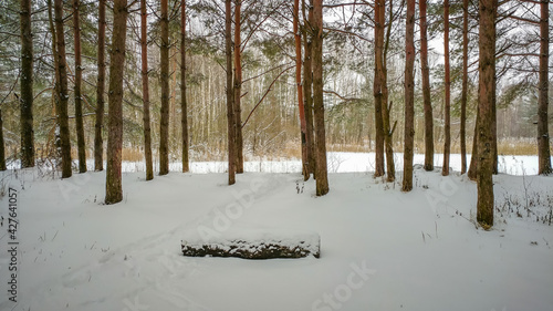 Obraz na płótnie Pine forest in winter time w salonie