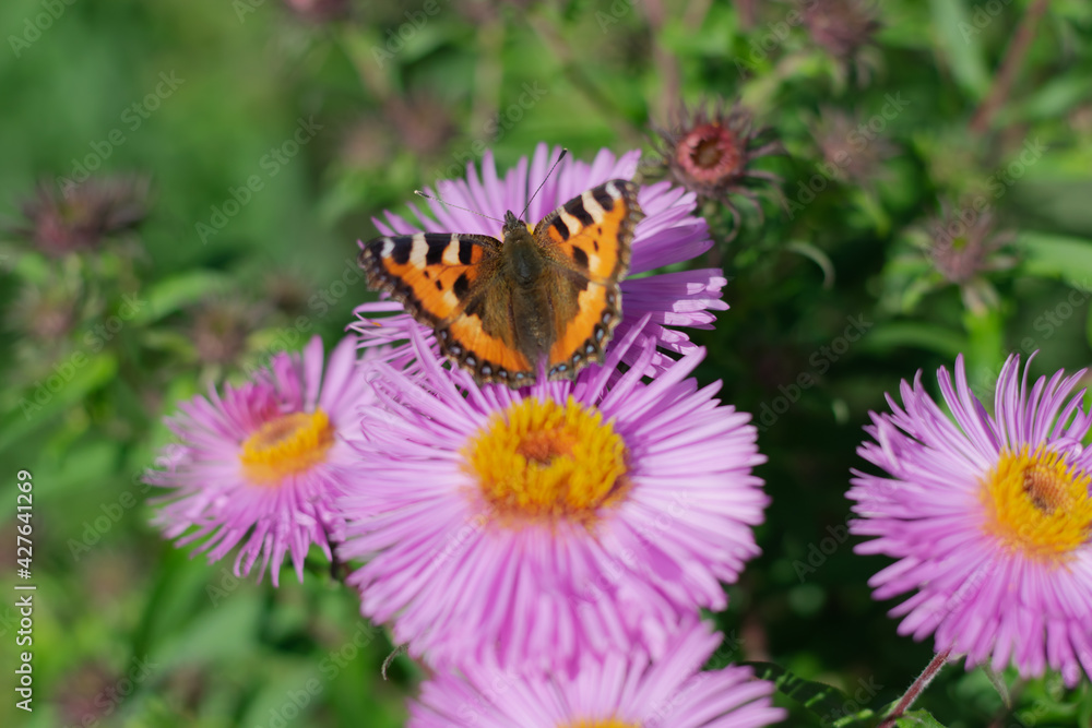 A bright butterfly collects nectar on a honey-bearing fragrant flower. Horizontal photo. Close-up. Selective focus. A bright butterfly collects nectar on a honey-bearing fragrant flower. Horizontal photo. Close-up. Selective focus.